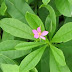 Benefits of waterleaf